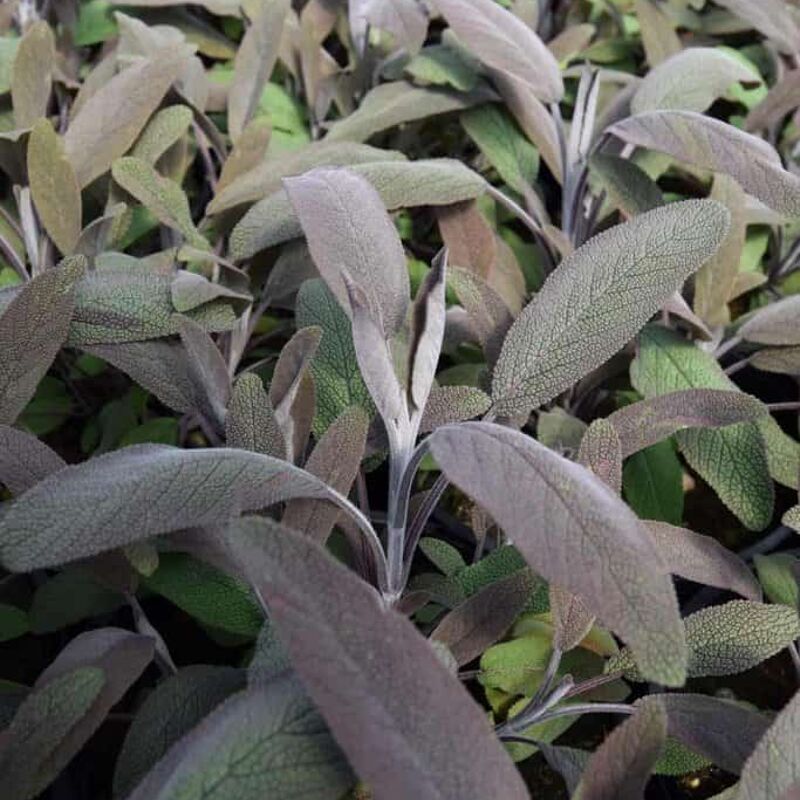 Salvia officinalis 'Purpurascens' ---